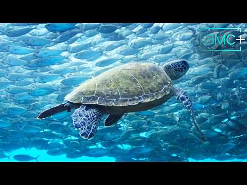 Blue Planet III feat. Sir David Attenborough | Official Trailer | Premieres January 23 | AMC+